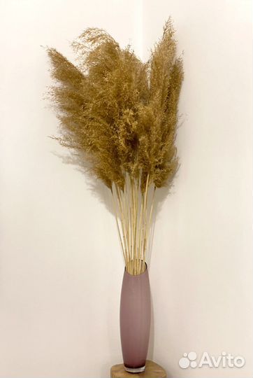 Сухоцветы камыш