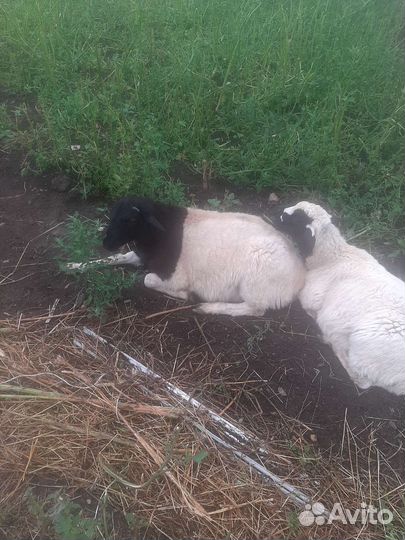 Овцы дорпер