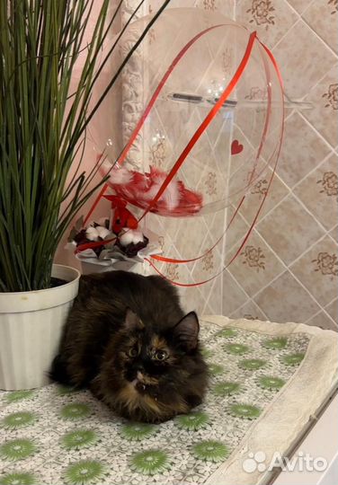 Пушистая кошка