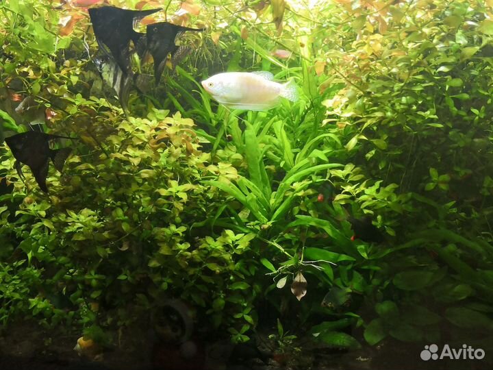 Аквариумные растения, улитки ампулярии