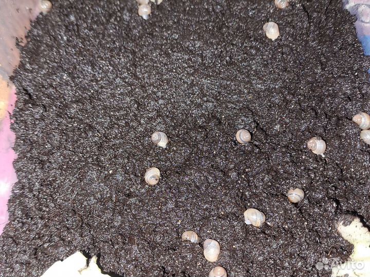 Улитки ахатины бесплатно