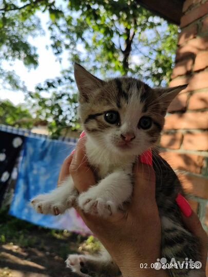 Шотландская вислоухая