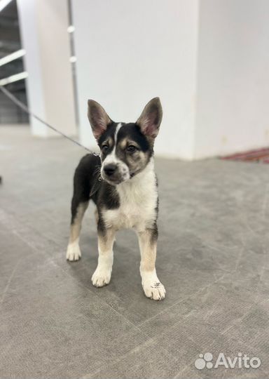 Щенок в добрые руки