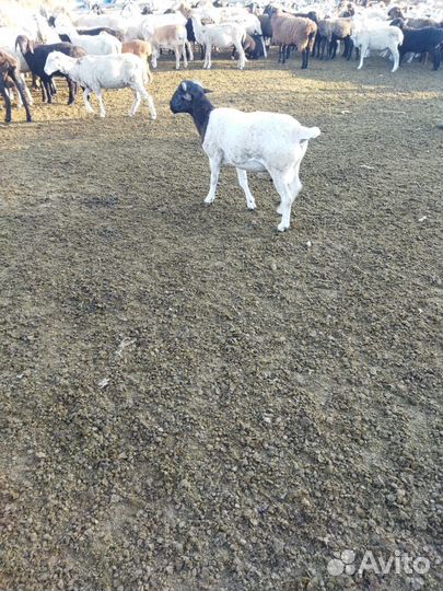 Баран дорпер