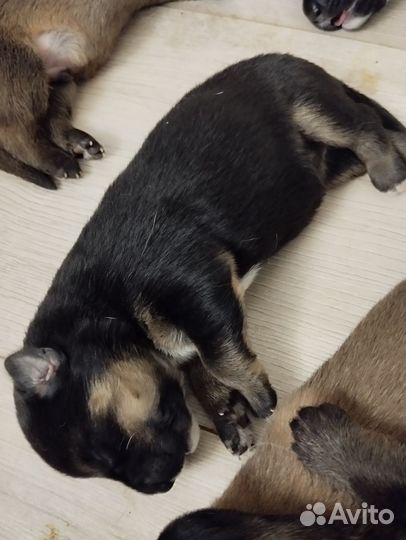 Собака в добрые руки немецкая овчарка