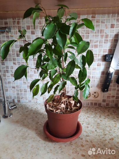 Фикус бенджамина