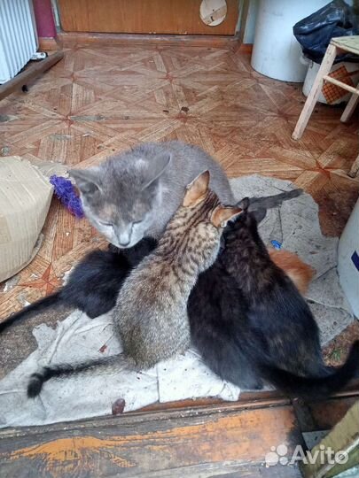 Котята в добрые руки