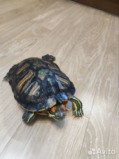 Красноухая черепашка