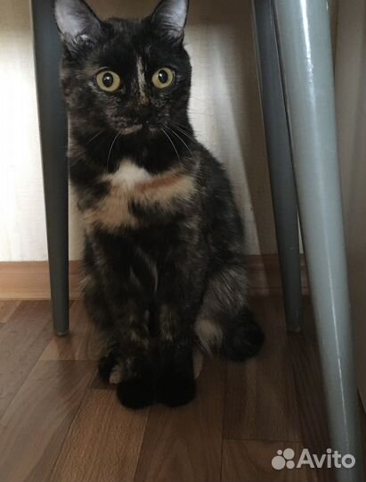 Семья котиков ищет дом