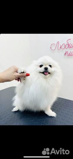 Немецкий шпиц