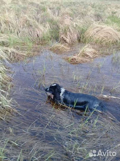 Русский спаниель