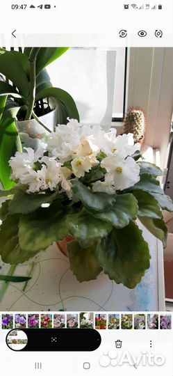 Сортовые фиалки цветущие