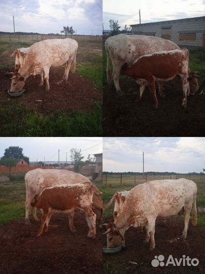 Корова дойная с теленком