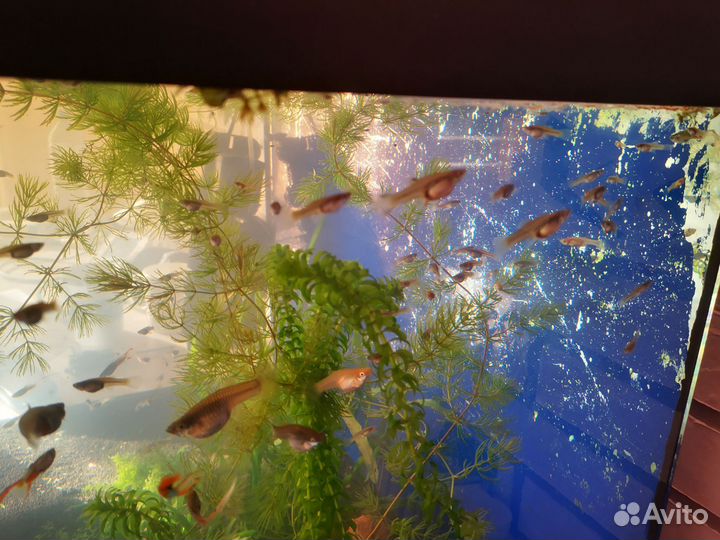 Гуппи ассорти. Аквариумные рыбки