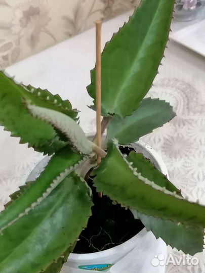 Каланхоэ Дегремона, лечебное