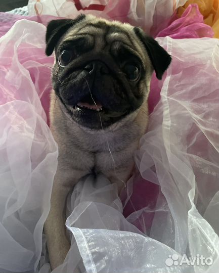 Мопс вязка мальчик