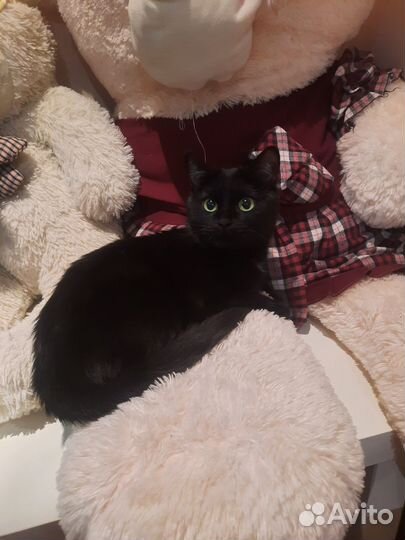 Кошечка для вязки