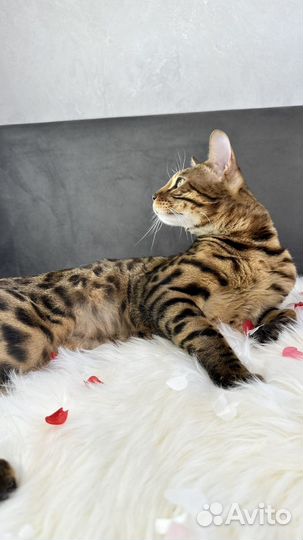 Бенгальский кот вязка