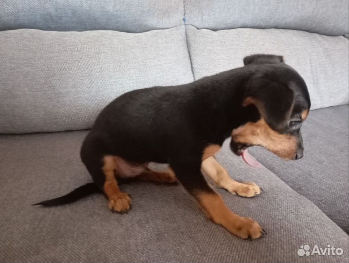 Русский той-терьер