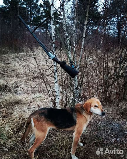 Собака для вязки