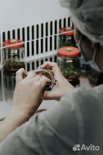 Саженцы полодовых и декоративных растений инвитро