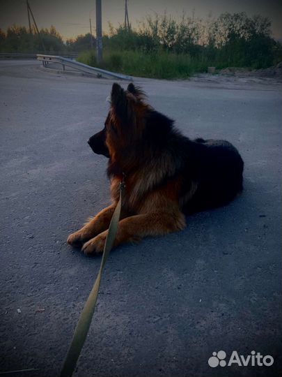 Немецкая овчарка длинношерстная