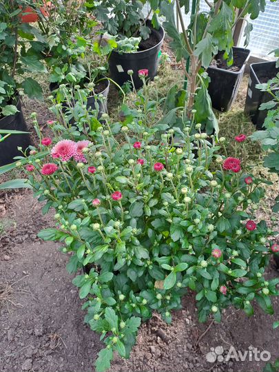 Рассада многолетних цветы