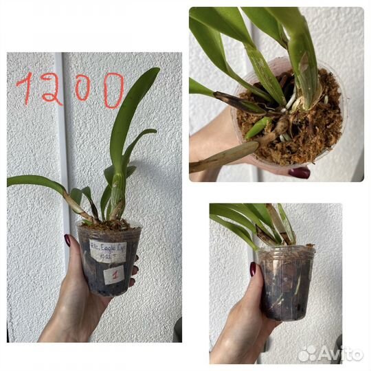 Орхидея каттлея