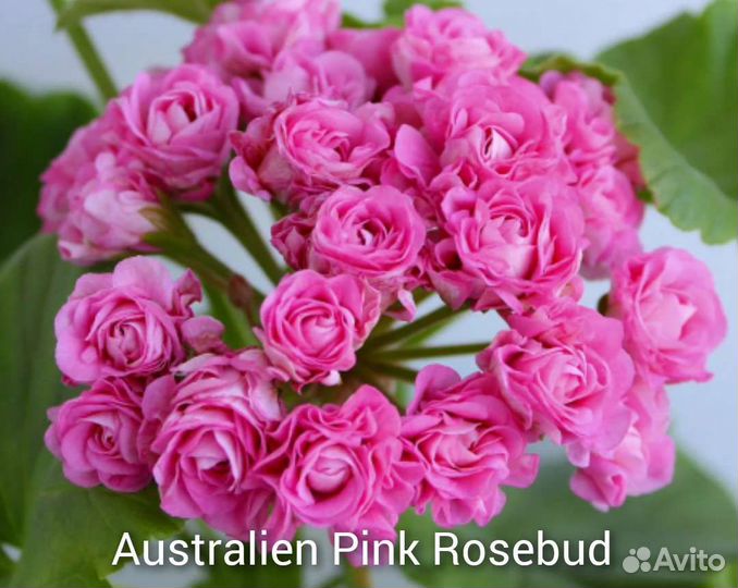 Пеларгонии сортовые часть 1