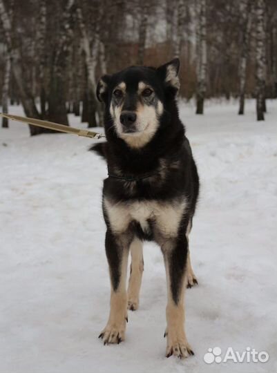 Стоит у решетки в надежде