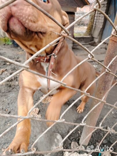 Собака питбуль