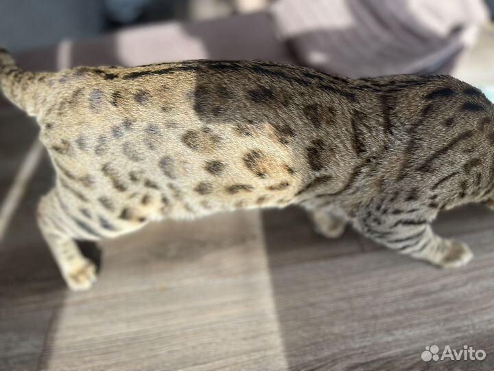 Бенгальский котенок