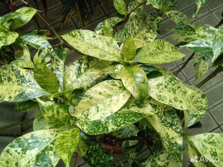 Табернемонта вариегатная