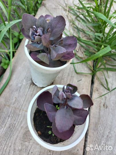 Очитки и флоксы