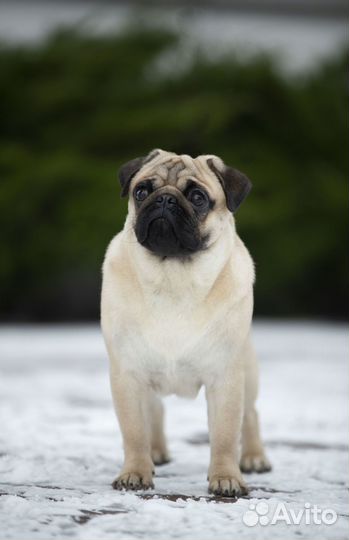 Собака для съемок рекламы и фотосессий