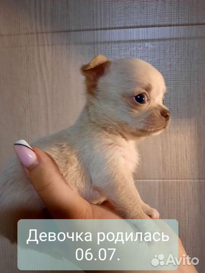 Щенки чихуахуа