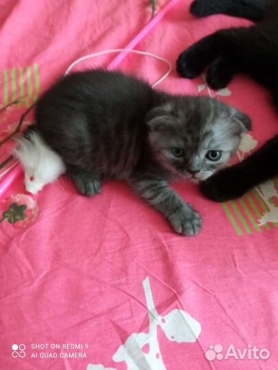 Вислоухие малыши