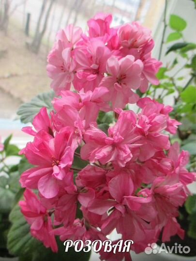 Герань пеларгония