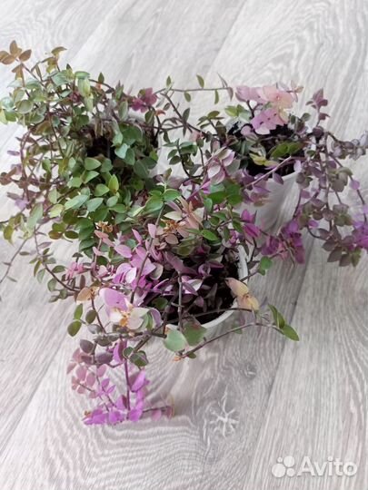 Комнатные цветы