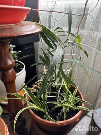 Фикус Биннедика Али