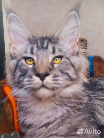 Котëнок мейн-кун