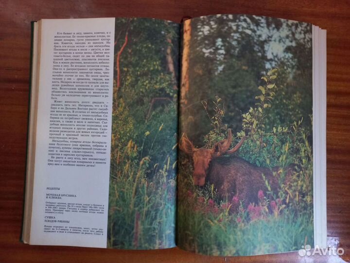 Книга Дары природы 1984 год