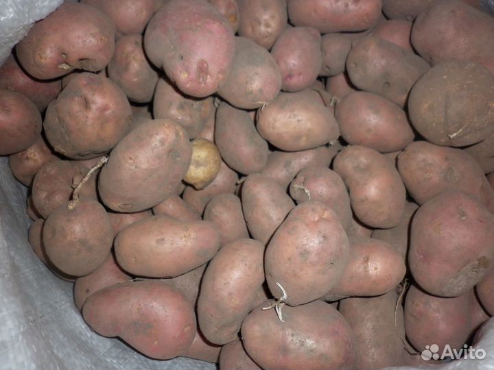 Картофель мелкий