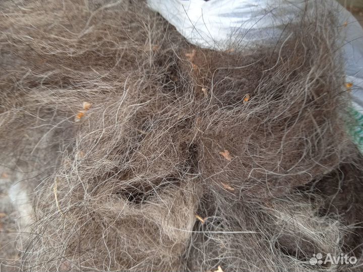 Шерсть (подшерсток, пух) вычес вео овчарки