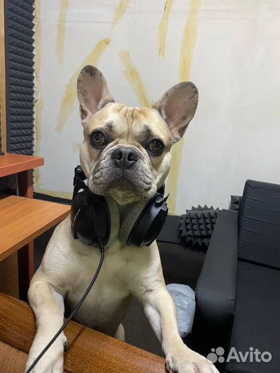 Аренда собаки на фотосессию/видеосъемку