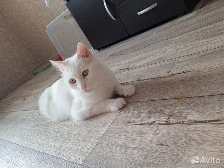 Турецкий ван