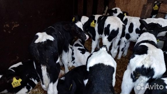 Телята бычки быстрая и бесплатная доставка
