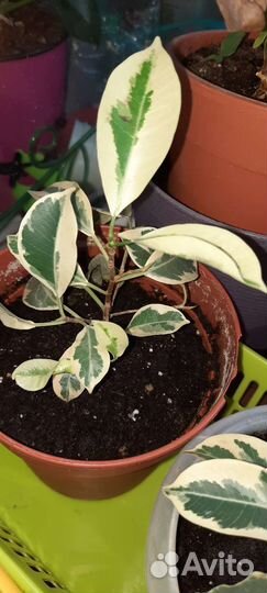 Фикус ретуза гавайская