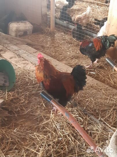 Петух породы Маран, 7 месяцев