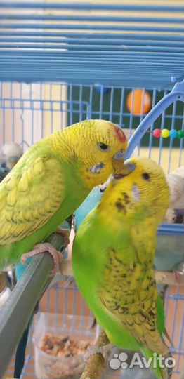 Выставочный волнистый попугай